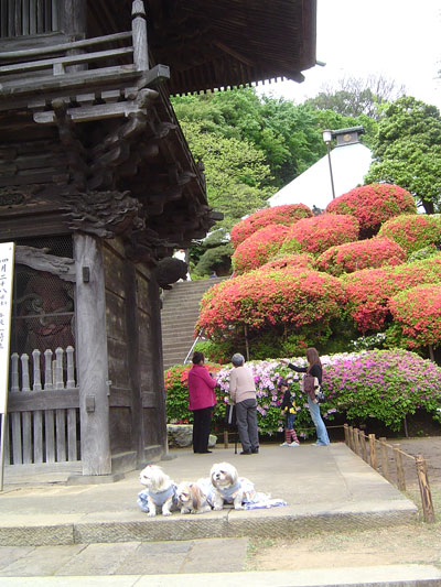 長ーいぉ散歩　つつじ寺：経由：森林公園_c0011204_272359.jpg