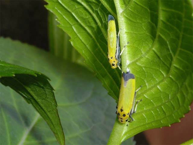 冬以外１年中庭でこの虫を見かけます 昆虫ブログ むし探検広場