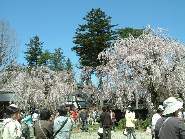 ＊角館お花見　日帰り＊_e0100210_18434265.jpg