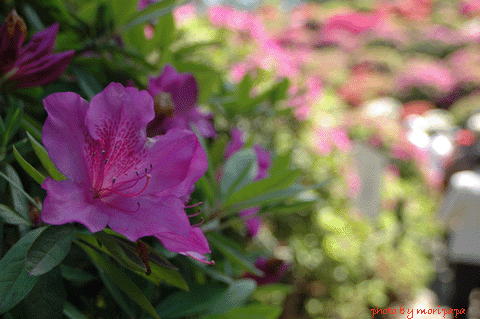 a0094711_17564549.gif