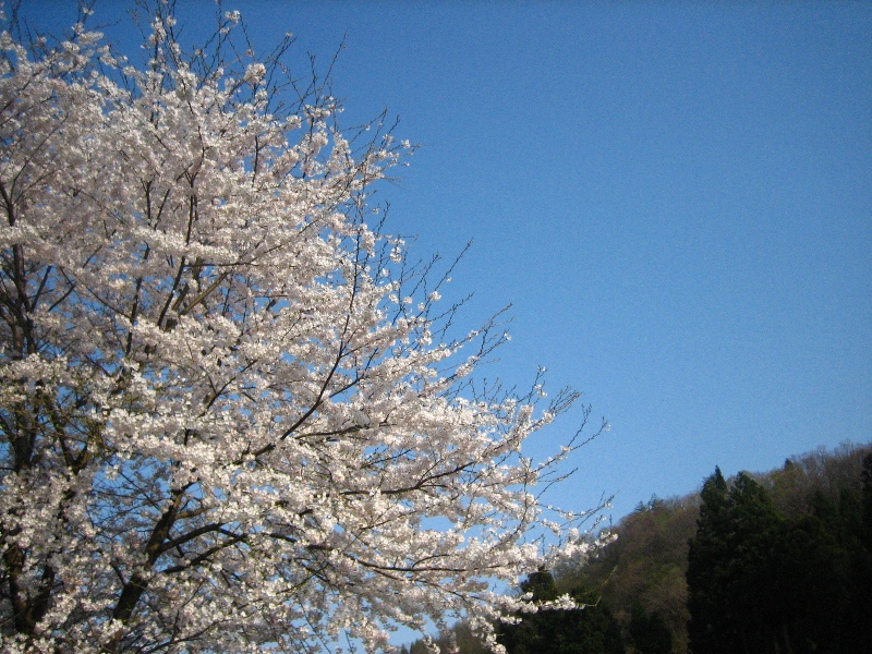 桜と山_f0003724_460100.jpg