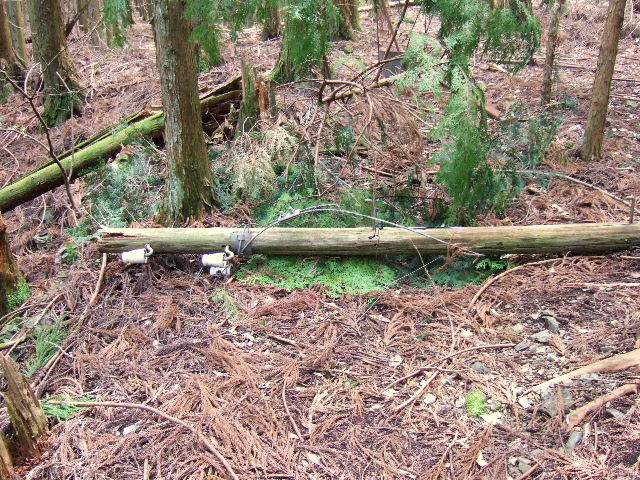 e0064133_1173123.jpg