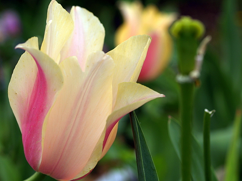 Tulipa _e0067333_6275389.jpg