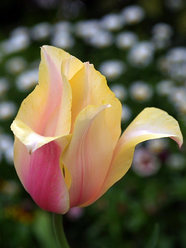 Tulipa _e0067333_6334318.jpg