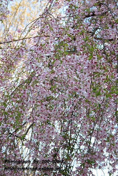 《花》　桜（シダレザクラ）　18-55mm_c0080036_2283810.jpg