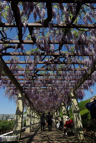 神代植物公園しゃくなげ案内_a0009142_18591466.jpg