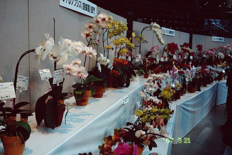 stock of orchid exbition 2_d0074844_1617357.jpg