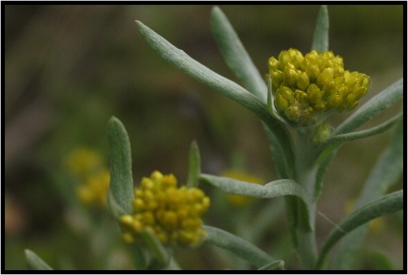 ハハコグサとチチコグサ 野草風薫 ハハコグサとチチコグサ 野草風薫