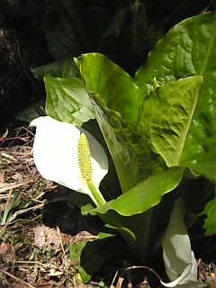 c0069552_1638264.jpg