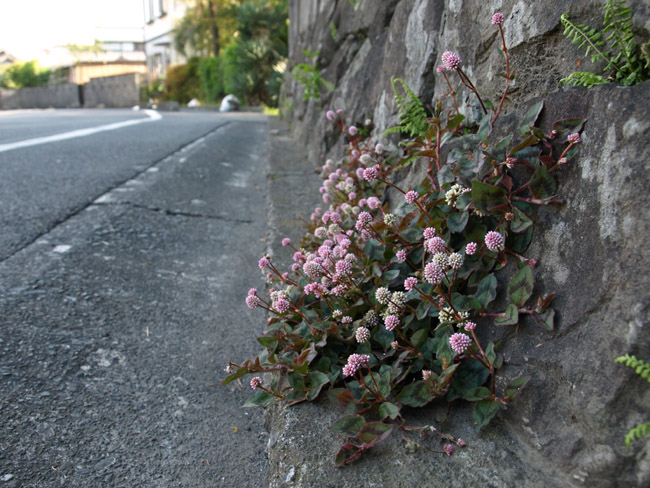 d0068664_20135079.jpg