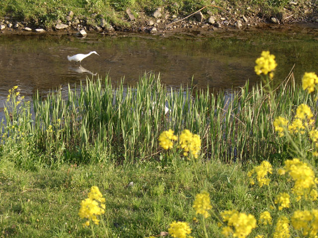 天神川から武庫川・わんことポタ_d0116268_054487.jpg