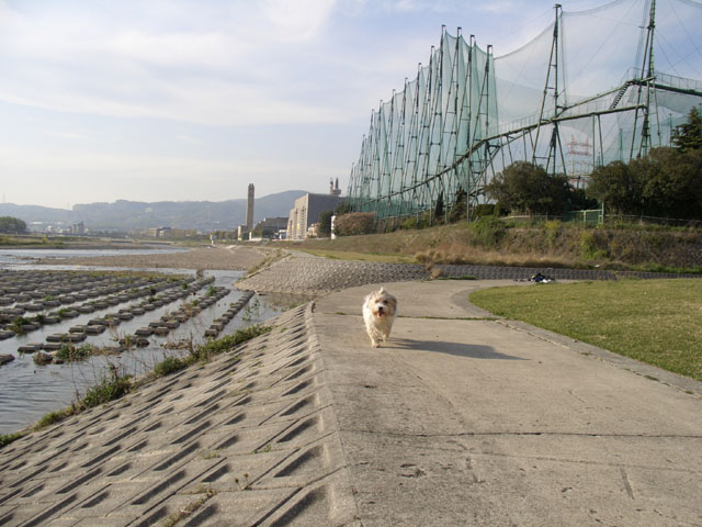 天神川から武庫川・わんことポタ_d0116268_0572862.jpg