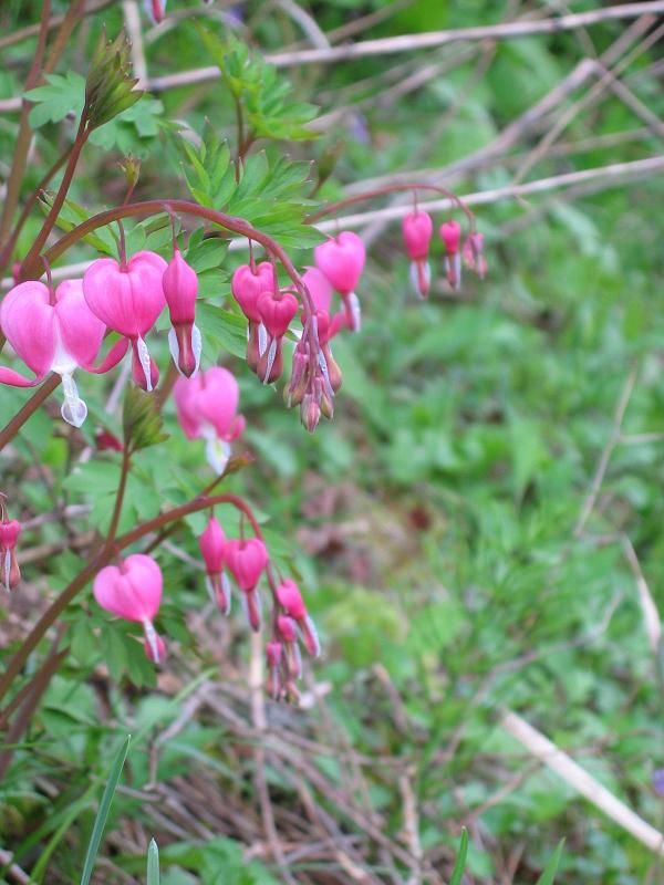 やますそで　見つけた花に　恋占い　_e0113368_9505839.jpg