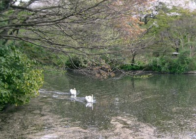 日立中研の園庭公開日（春）：国分寺市_c0112172_11545165.jpg