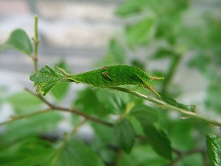 d0019074_16291250.jpg