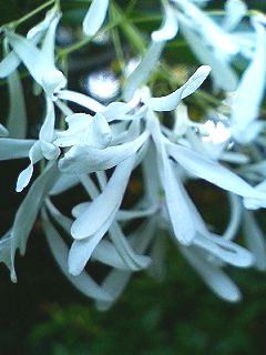 f0054677_8291751.jpg