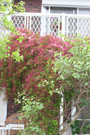 e0008586_033418.jpg