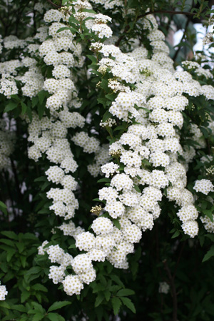 e0008586_03522100.jpg