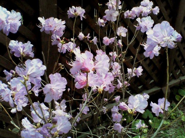 青森市郊外の桜開花_a0007388_1044459.jpg