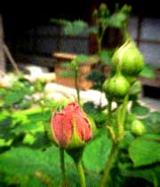 d0077603_14423432.jpg
