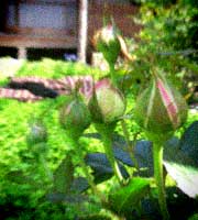 d0077603_1592551.jpg