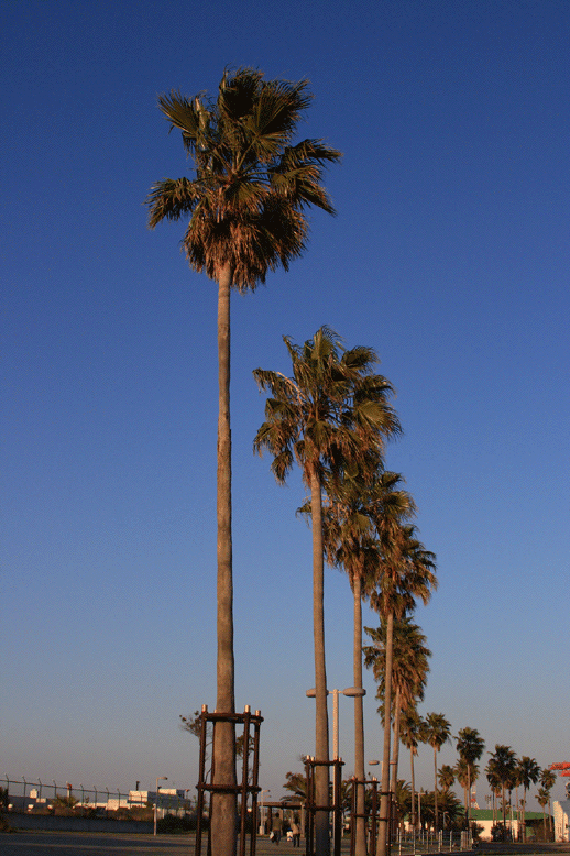e0063003_16425738.gif