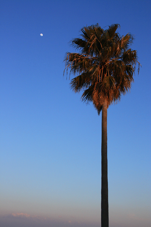 e0063003_16431097.gif