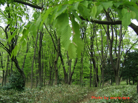 a0094711_9314558.gif