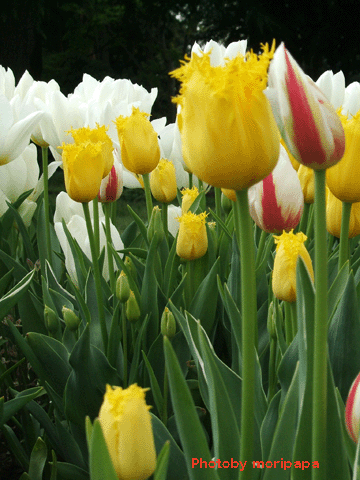 a0094711_9454986.gif