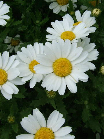 a0094711_9471992.gif