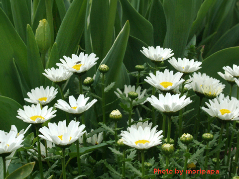 a0094711_947317.gif