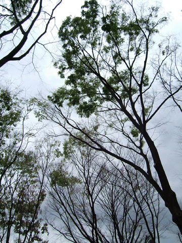 a0094711_948328.gif