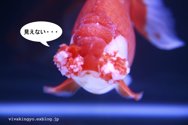 金魚花房