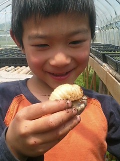 カブトムシの幼虫。_e0015915_11513690.jpg