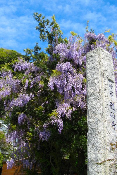 5月といえば Tempo Rubato 鎌倉散歩