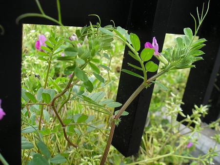 野の花エプロン・・・②_d0043627_21511425.jpg