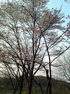 桜_e0008833_17145478.jpg