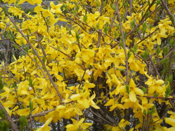 f0045433_0375369.jpg