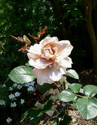 c0109235_23121.jpg