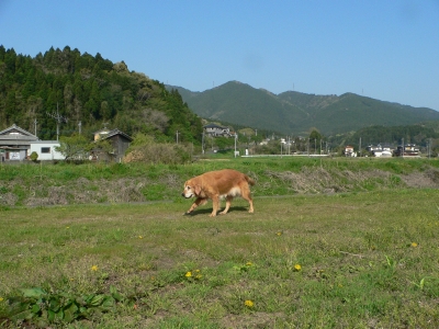 日本の原風景_f0118135_21415020.jpg