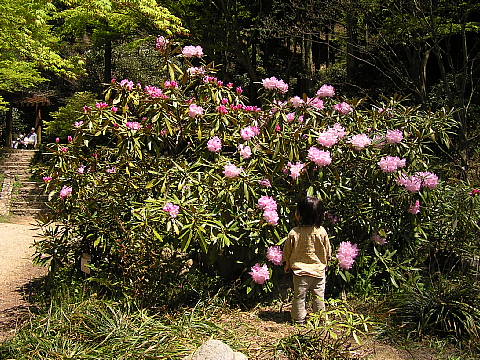 ツツジ(躑躅)とシャクナゲ(石楠花)_c0051143_23433310.jpg