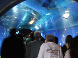 a0085647_16245952.gif