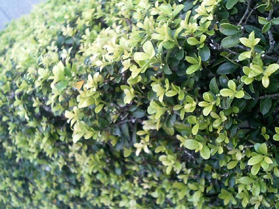 f0054859_1733146.jpg
