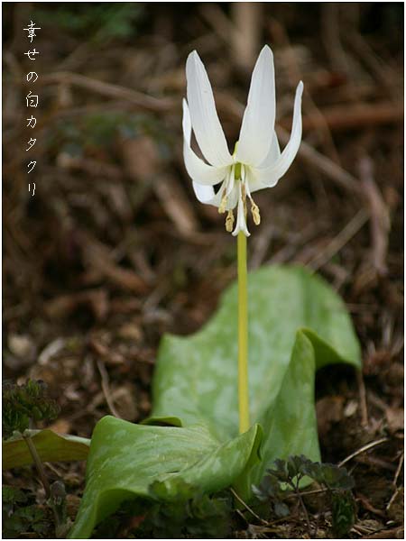 幸せのカタクリ_c0061761_20535080.jpg