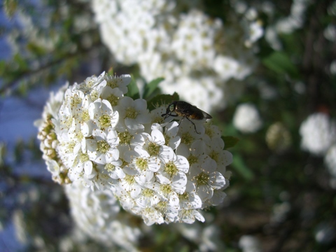 f0137275_63674.jpg