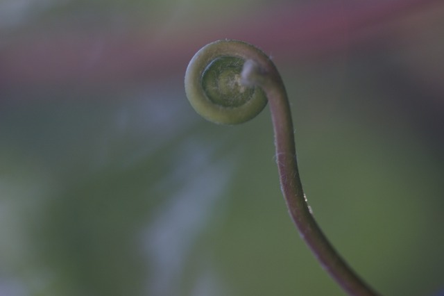 道端の草花　－こんなにもうつくしくてー_d0079278_21124890.jpg