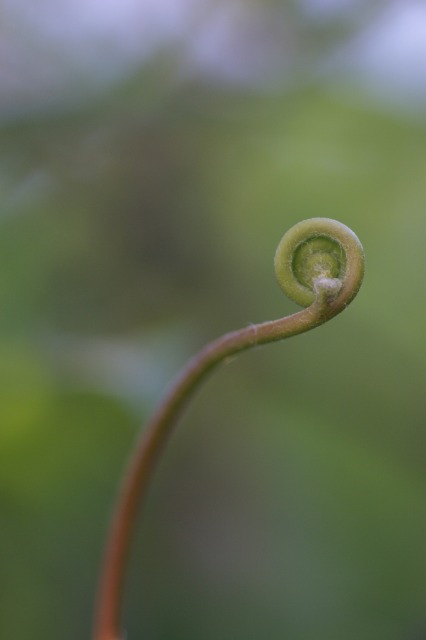 道端の草花　－こんなにもうつくしくてー_d0079278_211526100.jpg