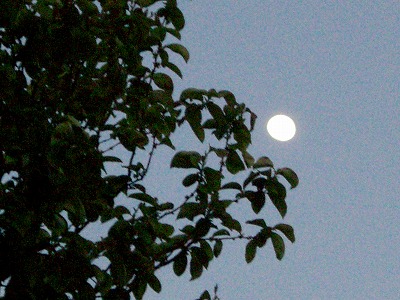 c0078480_2218414.jpg
