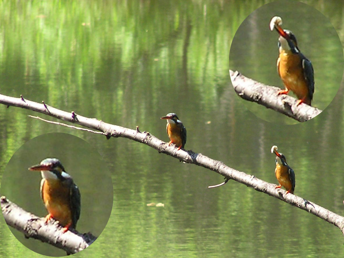 石神井公園のカワセミ_c0027285_1351561.jpg