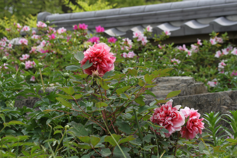 箱崎花庭園の花たち１_c0007190_20322342.jpg